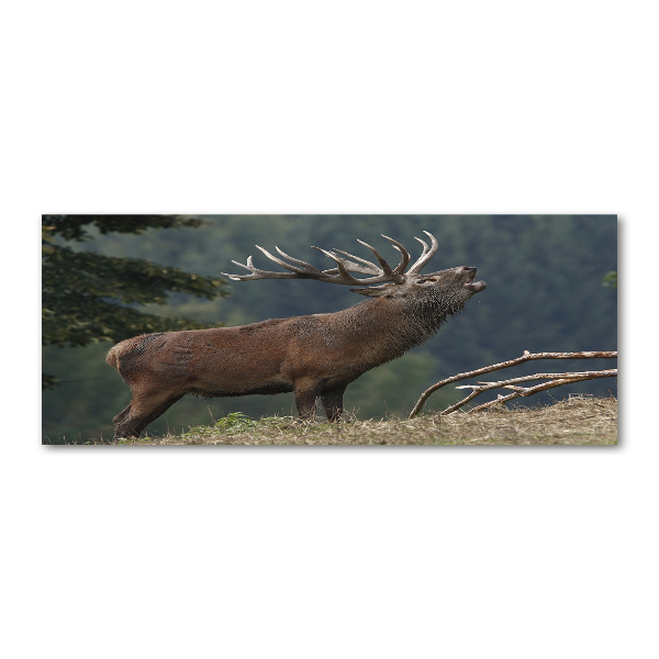 Obraz zdjęcie szkło akryl Jeleń na wzgórzu