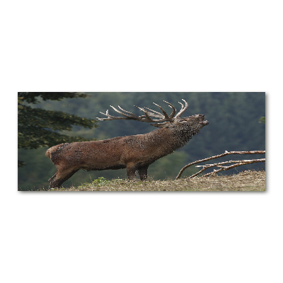 Obraz zdjęcie szkło akryl Jeleń na wzgórzu