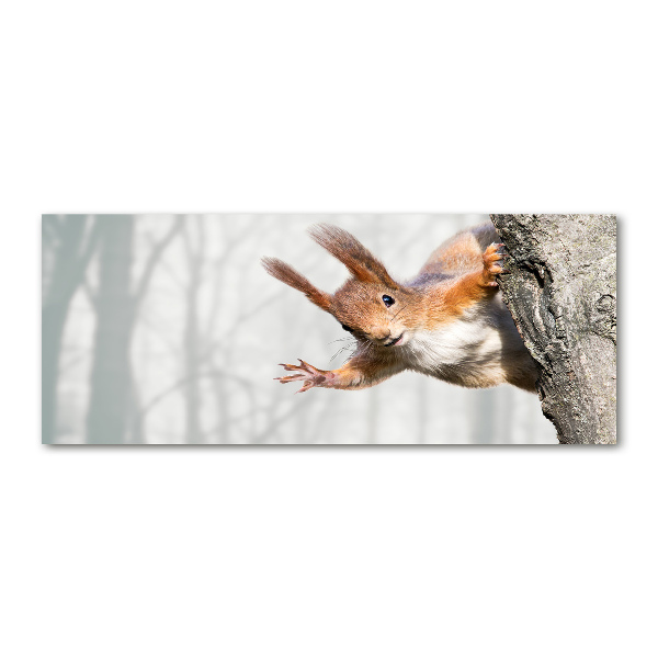 Foto op plexiglas Eekhoorn