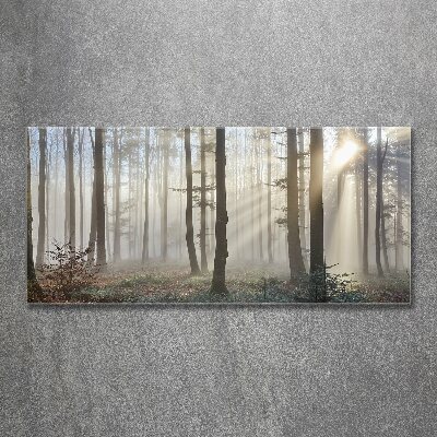 Foto in plexiglas Mist in het bos