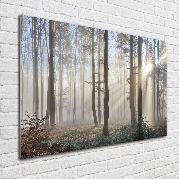 Foto in plexiglas Mist in het bos
