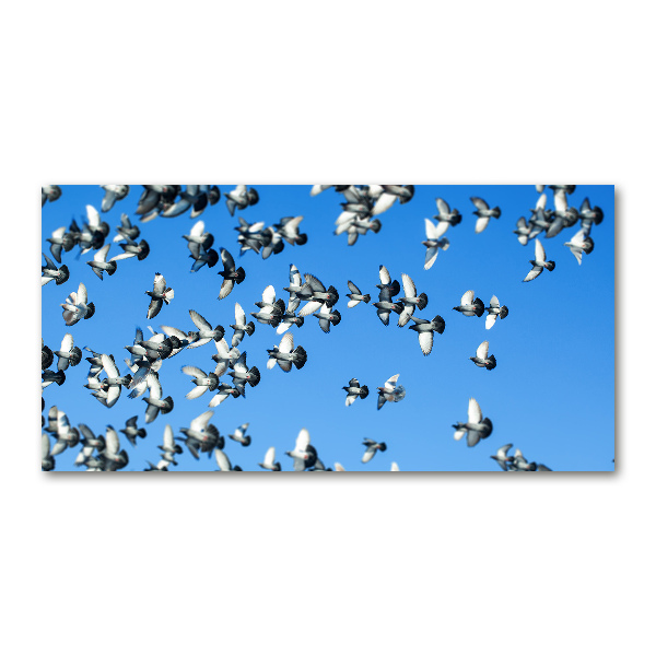Foto op plexiglas Een zwerm duiven