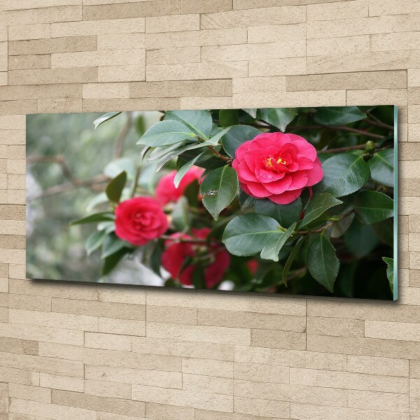 Foto plexiglas Camelia