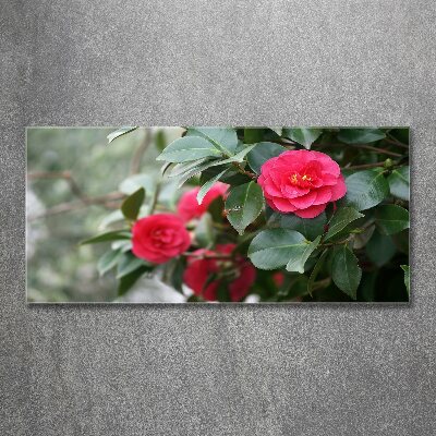 Foto plexiglas Camelia