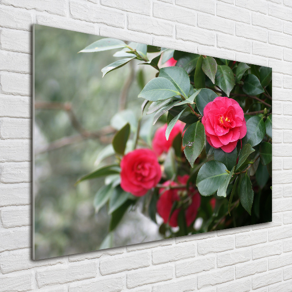 Foto plexiglas Camelia