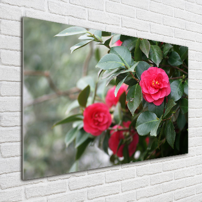 Foto plexiglas Camelia