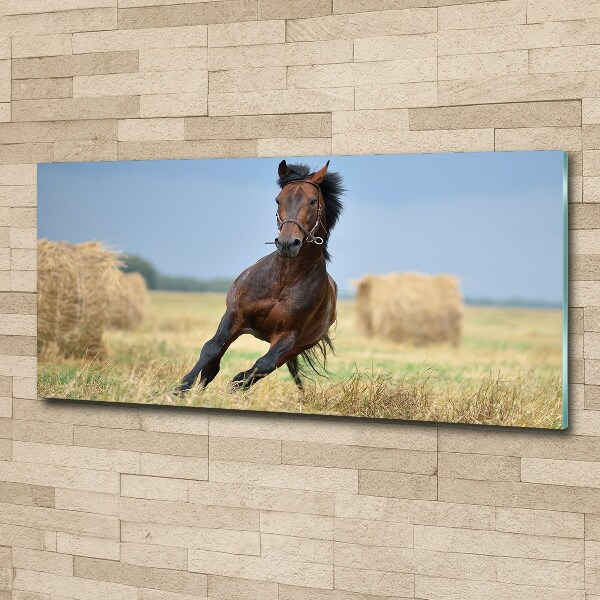 Foto plexiglas Een galopperend paard