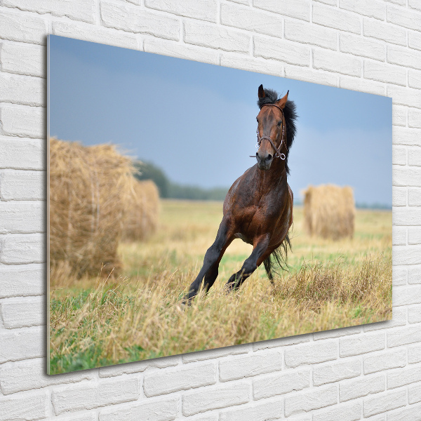 Foto plexiglas Een galopperend paard