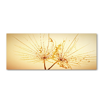 Foto plexiglas Paardenbloemzaden