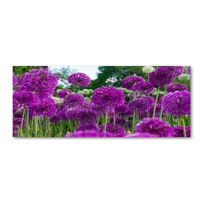 Schilderij op acrylglas Knoflookbloemen