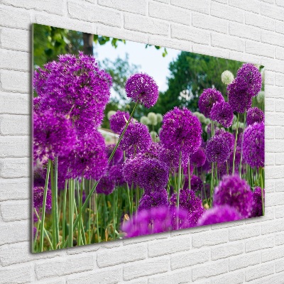 Schilderij op acrylglas Knoflookbloemen