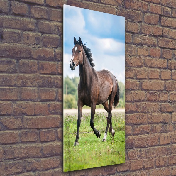 Staand foto op plexiglas Een paard in een veld