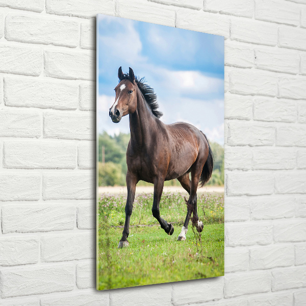 Staand foto op plexiglas Een paard in een veld