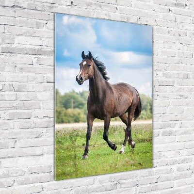 Staand foto op plexiglas Een paard in een veld