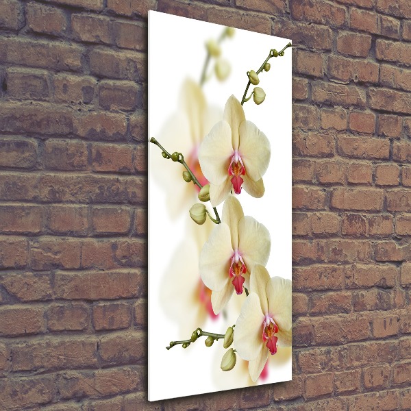 Staand foto in plexiglas Orchidee