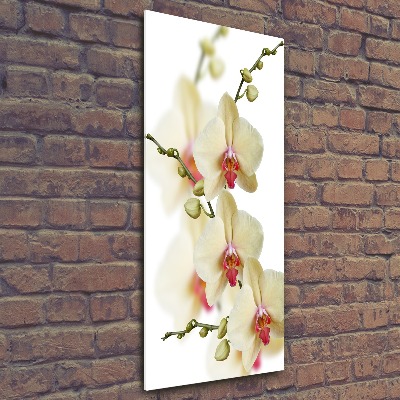 Staand foto in plexiglas Orchidee