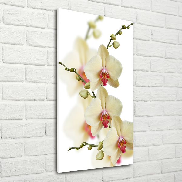 Staand foto in plexiglas Orchidee
