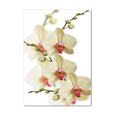 Staand foto in plexiglas Orchidee
