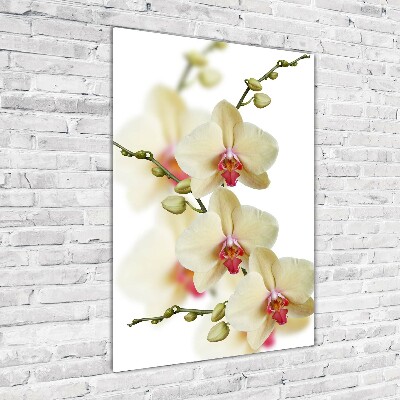 Staand foto in plexiglas Orchidee