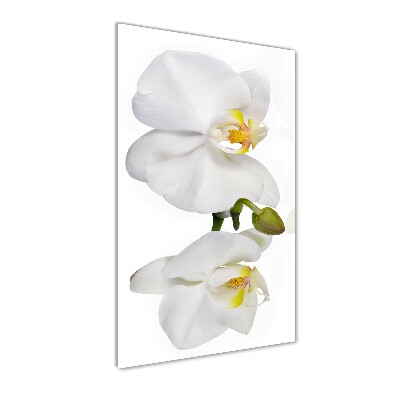 Staand foto plexiglas Witte orchidee