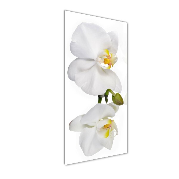 Staand foto plexiglas Witte orchidee
