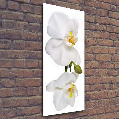 Staand foto plexiglas Witte orchidee