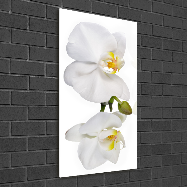 Staand foto plexiglas Witte orchidee