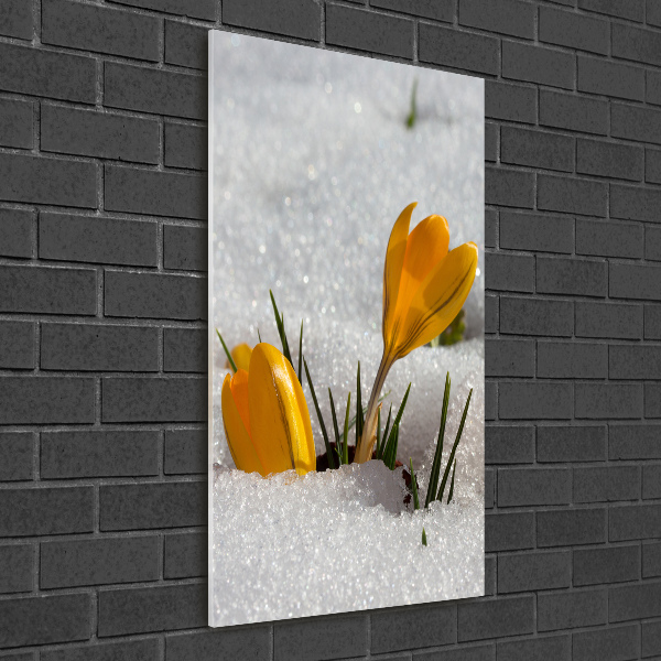 Staand foto op plexiglas Gele krokussen