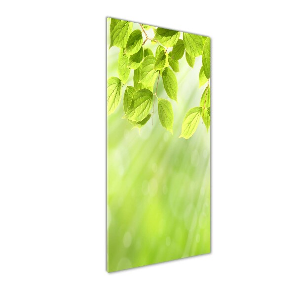 Staand foto in plexiglas Groene bladeren
