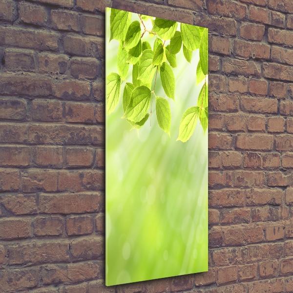 Staand foto in plexiglas Groene bladeren