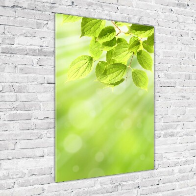 Staand foto in plexiglas Groene bladeren