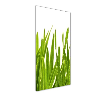 Staand foto in plexiglas Groen gras