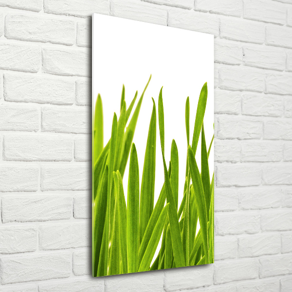 Staand foto in plexiglas Groen gras