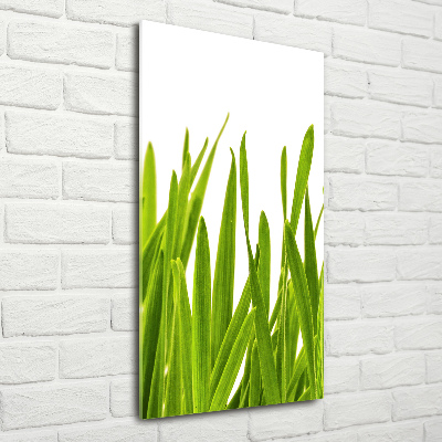 Staand foto in plexiglas Groen gras