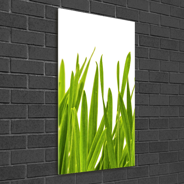 Staand foto in plexiglas Groen gras