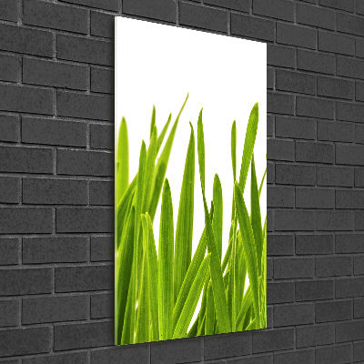 Staand foto in plexiglas Groen gras