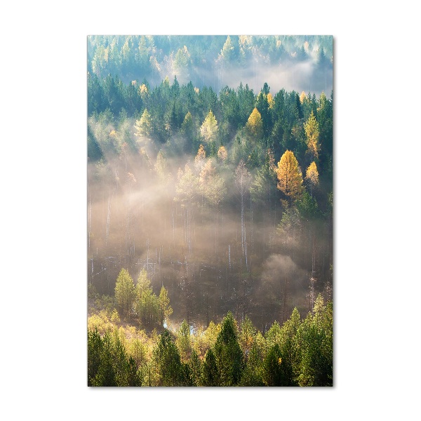 Staand foto in plexiglas Mist boven het bos