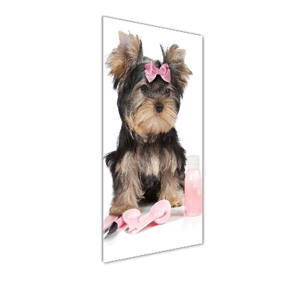 Staand foto plexiglas Yorkshire cosmetica