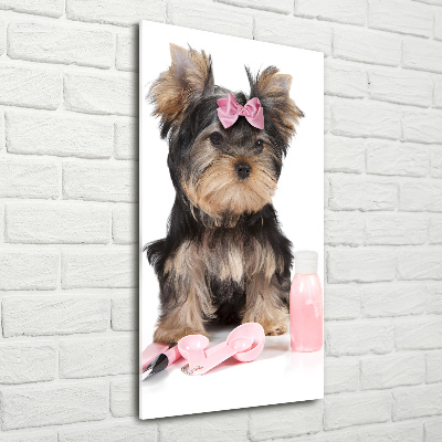 Staand foto plexiglas Yorkshire cosmetica