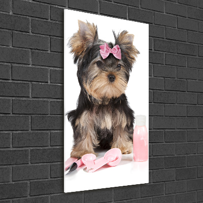 Staand foto plexiglas Yorkshire cosmetica