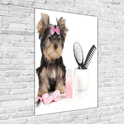 Staand foto plexiglas Yorkshire cosmetica