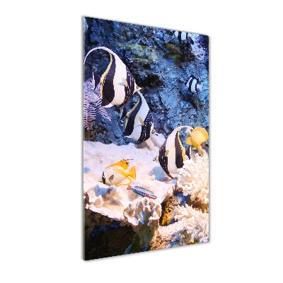 Staand plexiglas foto Koraalrif