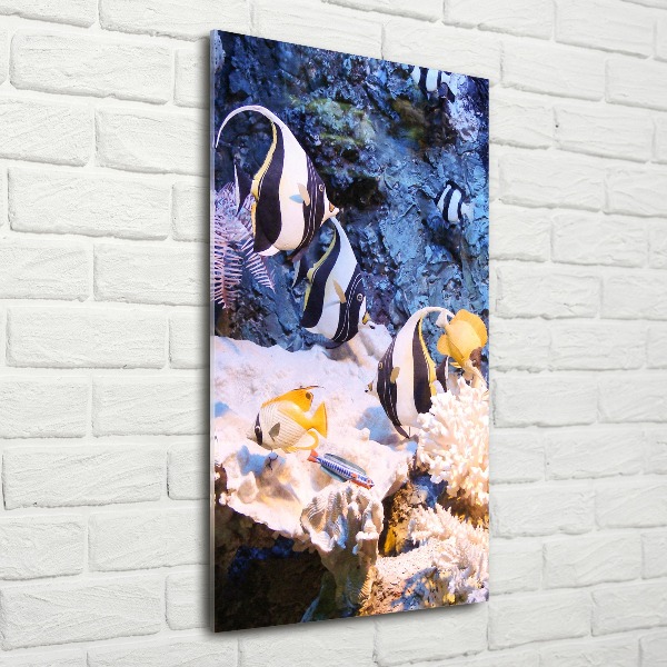 Staand plexiglas foto Koraalrif