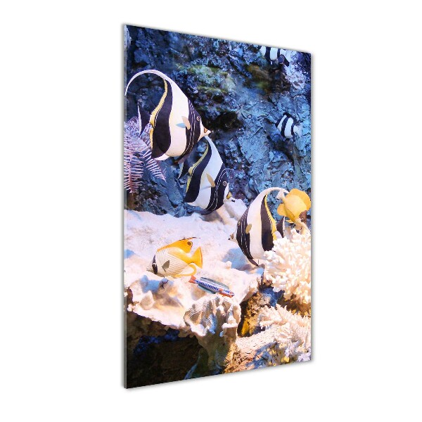 Staand plexiglas foto Koraalrif