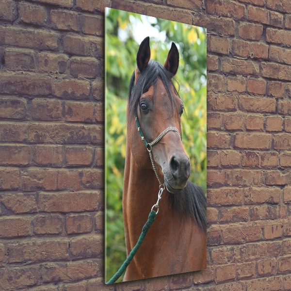 Staand plexiglas foto Portret van een paard