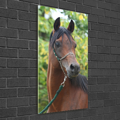 Staand plexiglas foto Portret van een paard