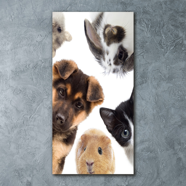 Staand plexiglas foto Huisdieren