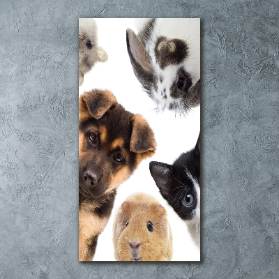 Staand plexiglas foto Huisdieren