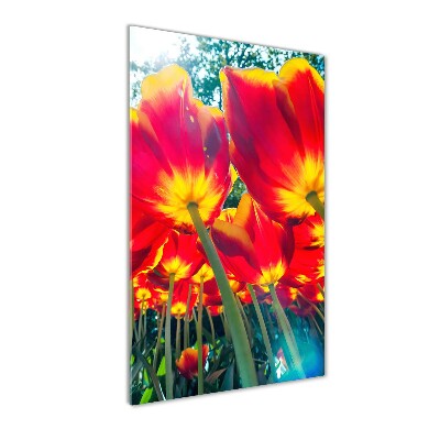 Staand foto plexiglas Rode tulpen