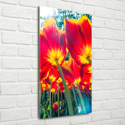Staand foto plexiglas Rode tulpen